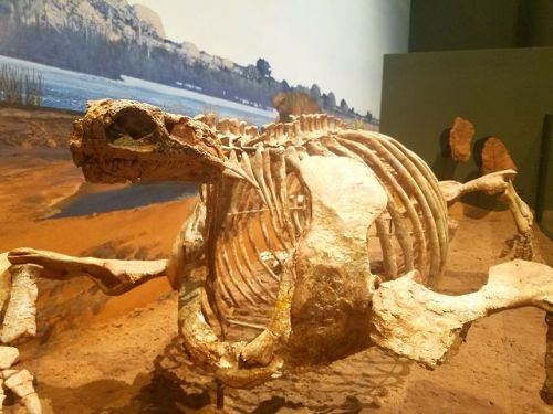roosaurusrin:Early synapsids from Sam Noble.Cotyloryhnchus romeri was probably best known for its co