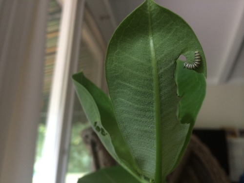 flowerette:  my friends nephew has a monarch caterpillar hanging out on a milkweed plant at their house and these are pictures from yesterday and today!!! he’s growin so fast! it’s the very hungry caterpillar in very real life