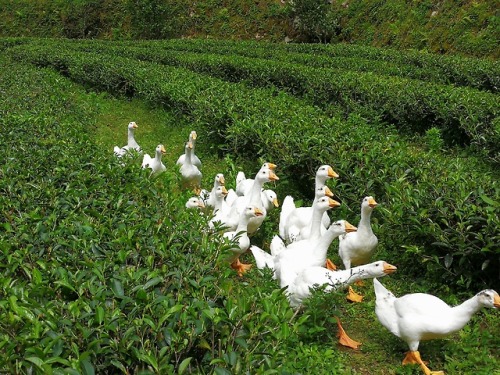 angel-teavivre: Geese are weeding in the tea garden.