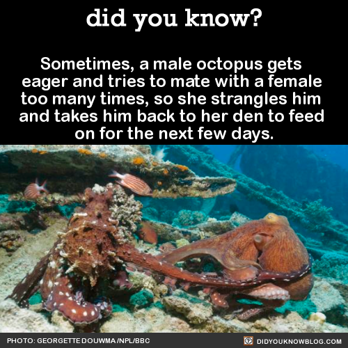 sweet-mistress-s:  did-you-kno:  Sometimes, a male octopus gets  eager and tries