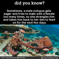 did-you-kno:  Sometimes, a male octopus gets  eager and tries to mate with a female  too many times, so she strangles him  and takes him back to her den to feed  on for the next few days.  Source