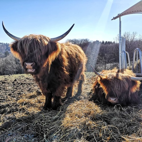 looks like theyve been beamed down from an alien spaceshipheilan coos via familienhof oswald