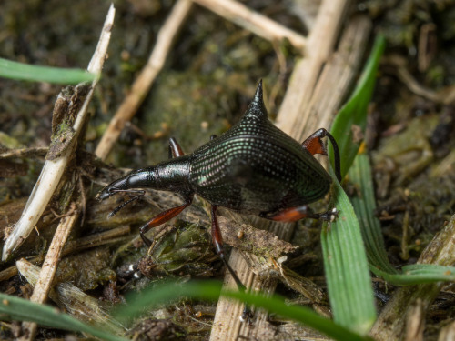 onenicebugperday:Two-spined weevil, Nyxetes bidens, Curculionidae Found only in New ZealandPhot