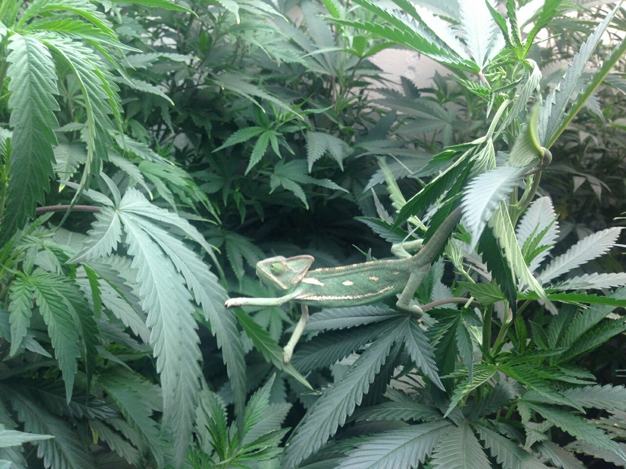 Chameleon getting stoned keeping guard