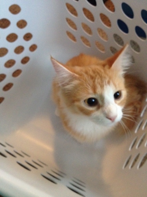 youngblackandvegan:petitetimidgay:This is the adorable Flossie. She was also a rescue, and the first
