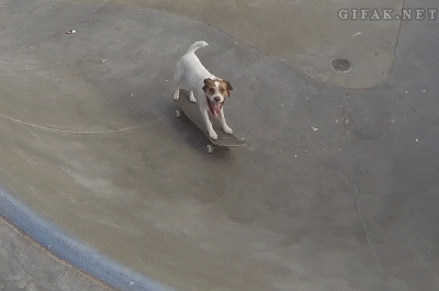 Porn Pics gifak-net:  Dash the Skateboarding Dog Does