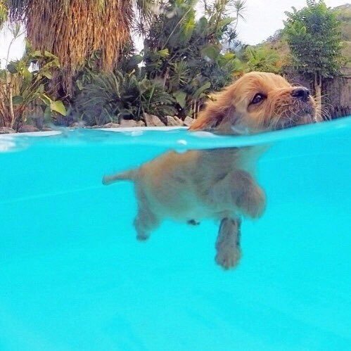 babyanimalgifs:The only thing better than pups are summer pups