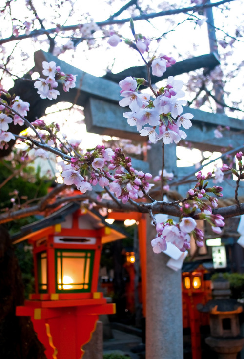 vnformed:  Sakura and lamps by sunset (by destebani) 