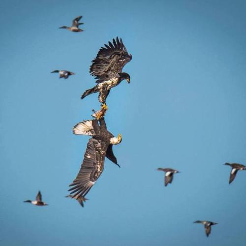 americasgreatoutdoors:  Two immature bald eagles battle it out in the skies above Llano Seco, which is part of the Sacramento National Wildlife Refuge Complex in California. Aggressive hunters and scavengers, these young eagles are fighting over a duck