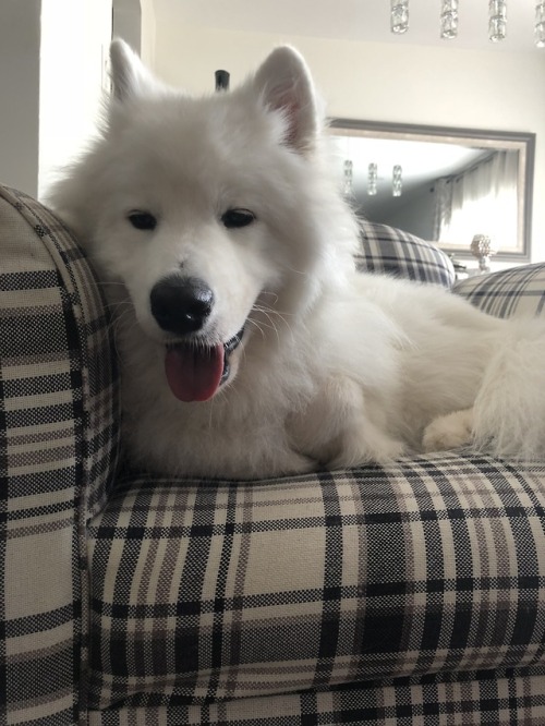 neothesamoyed: Could someone please pet my dog @d20-darling