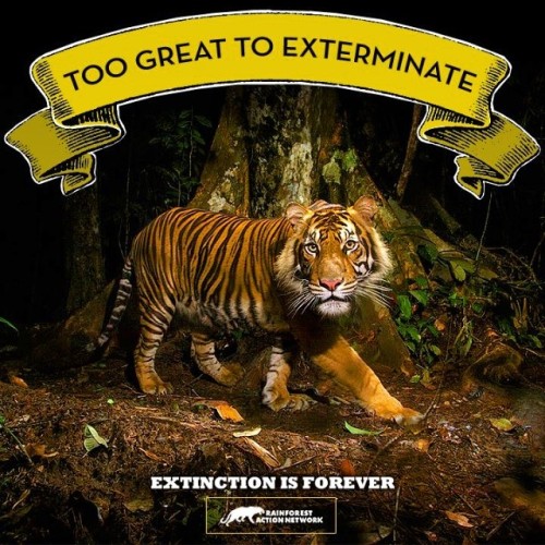 Save the Sumatran Tiger!  #RainforestActionNetwork #RAN #SumatranTiger #Indonesia #PalmOil #Conflict