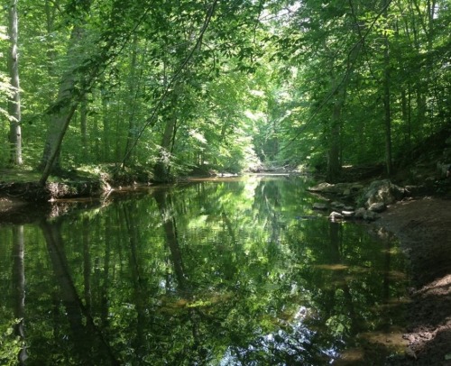 forestvibrations:  Went exploring today
