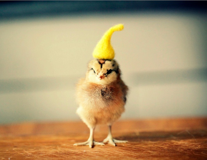 catsbeaversandducks:  Baby Chicks with Tiny HatsBecause we need more baby chicks