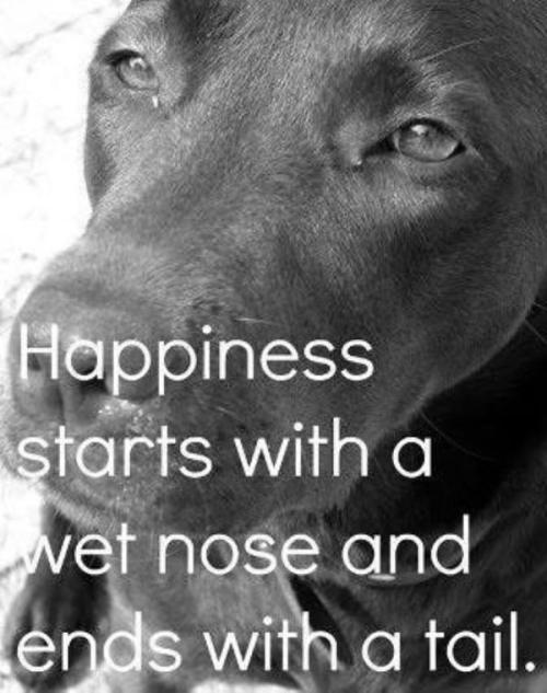 berryworthy:Loving Quotes About Dogs : theBERRY