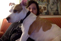 ittybittythepitty:I sneak into laps. So stealth. So pibble.