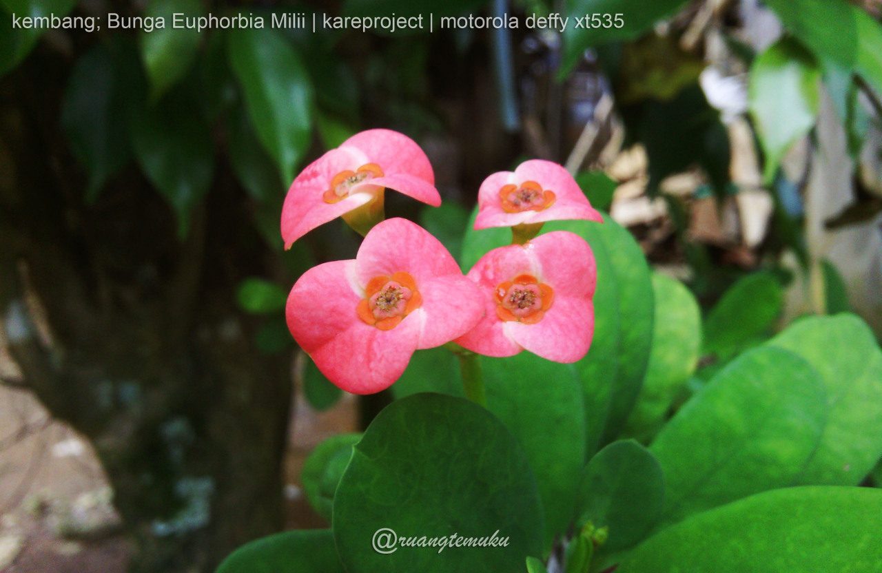 kembang ; Bunga Euphorbia Milii
“kembang yang berikut ini adalah bunga dengan salah satu ciri tanamanya berbatang dengan duri, dan menurut beberapa sumber bacaan daring, bunga ini berasal dari afrika, namun sekarang di indonesia juga banyak tumbuh....