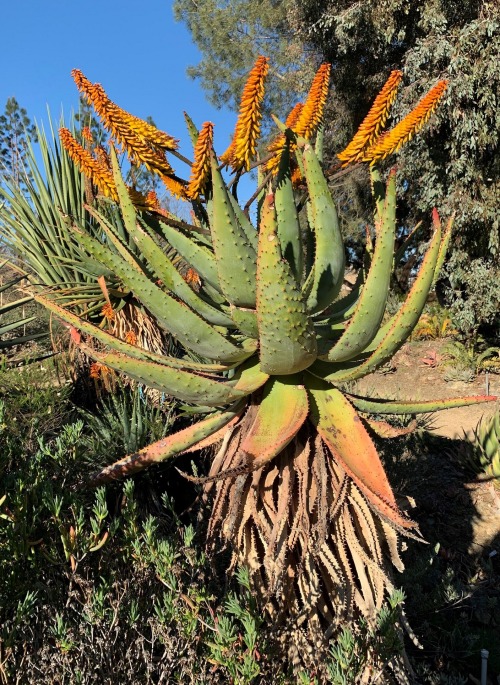 Aloe marlothiiAloe marlothii is a very popular species in South African gardens, as well as in other