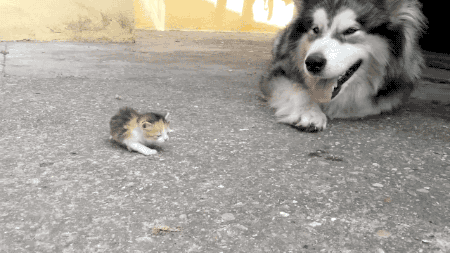 tastefullyoffensive:  Malamute Meets Kitten for the First Time 