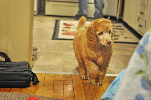 special-agent-poodle:fried chicken is home!!