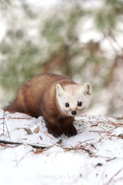 creatures-alive:  (via 500px / Pine Marten