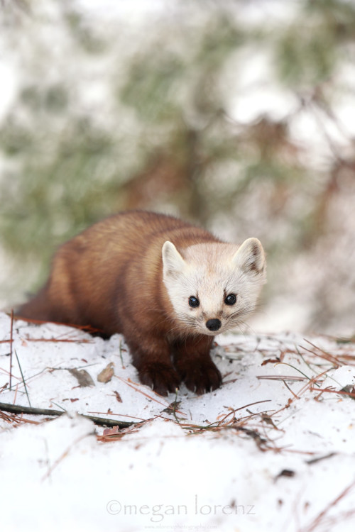 Sex creatures-alive:  (via 500px / Pine Marten pictures