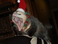 liquidglue:  gothfathe-r:  he scream at christmas :V   this is such a weird looking cat
