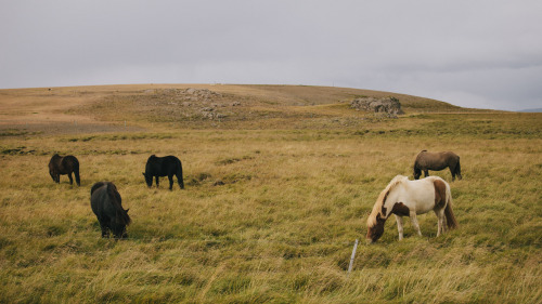 Horse farm along Route 518. West Iceland.