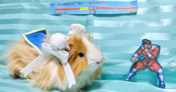 dorkly:  The Guinea Pig Cosplaying Duo You