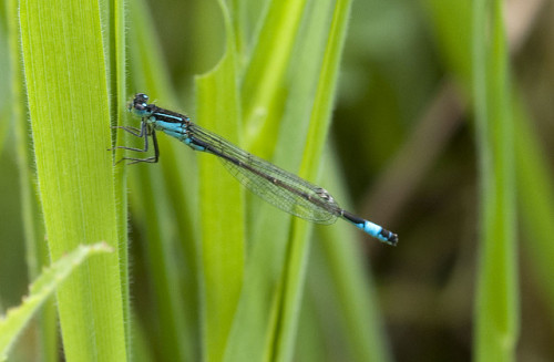 Ischnura elegans by Jim Nicholson on Flickr.Ischnura elegans