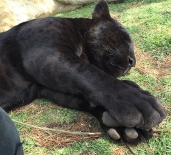 coolcatgroup:The size of those paws… and BEANS 