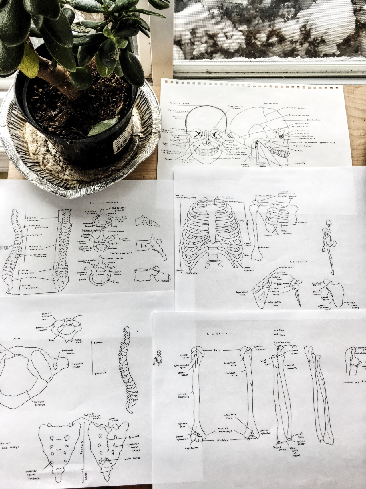 studyworkshop:  15-Nov-2016 More anatomy notes that got me a prize-skull-ring for