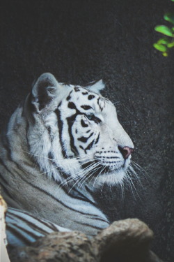 ikwt:  Blue Eyes White Tiger (Lisa Kohnen)