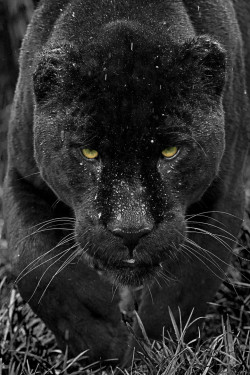 magicalnaturetour:  (via 500px / Black Jaguar