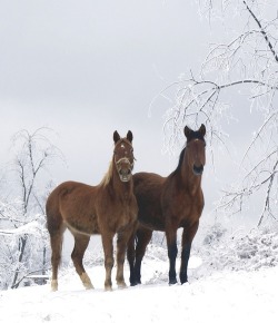 equestrian-vibes:Untitled na We Heart It.