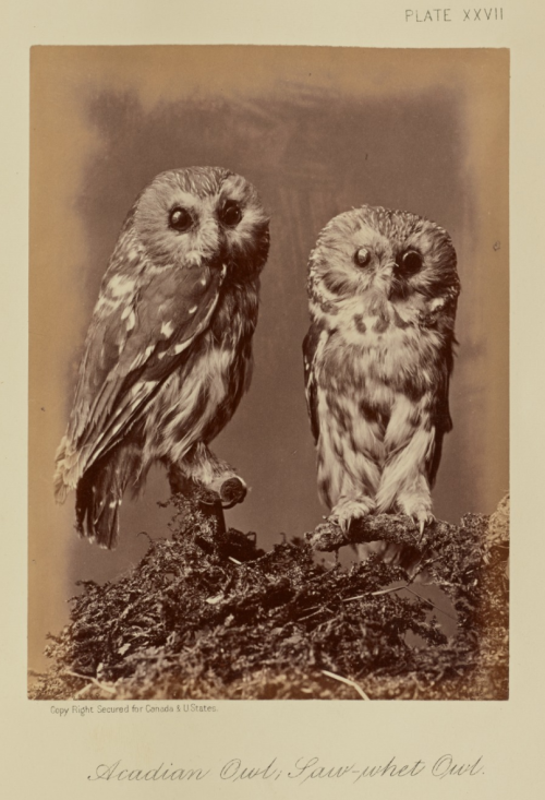 thegetty:Superb OwlsA round up of truly the most superb owls in our collection. Franco-Flemish OwlCr