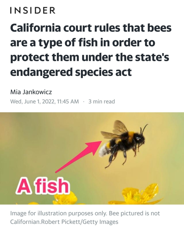 Article from the Insider, headline is "California court rules that bees are a type of fish in order to protect them under the state's endangered species act" by Mia Jankowicz. Wed, June 1, 2022, 11:45 AM - 3 min read. Image of a bee with a arrow pointing to it that says, "A fish." Image caption is "Image for illustration purposes only. Bee pictured is not Californian. Robert Pickett/Getty Images"