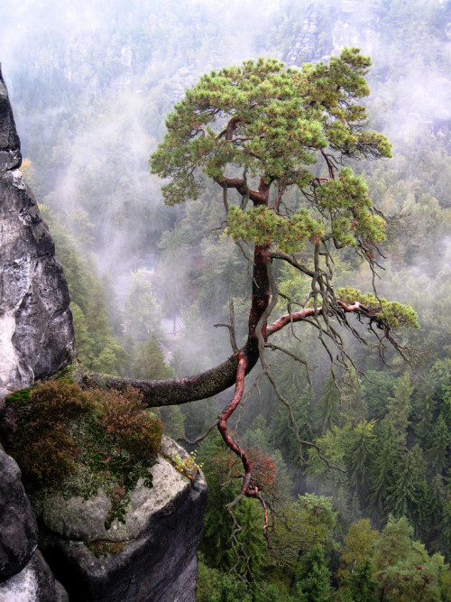 naturalsceneries: The Bastai, Saxon Switzerland National Park, Germany. Source: Safkhet (reddit)