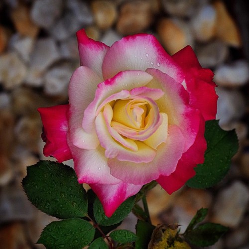 sean-virgo:Last Roses… Sweet Fragrance. #canarsie #garden #rose #flowers #plant_addiction #n