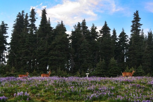 bright-witch: Deer Meadow on the Mountain Print Shop