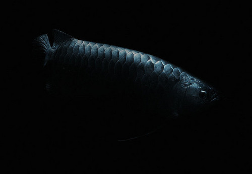 winterfellis: by zeissizm on Flickr. 