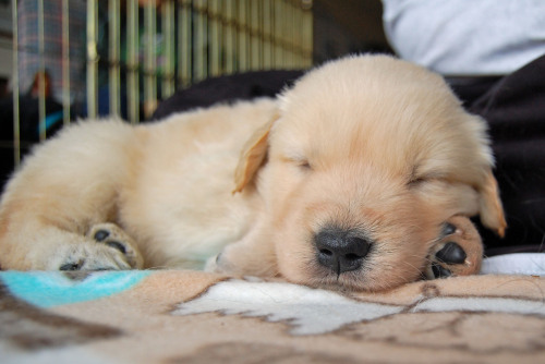 labradork829:  4-week-old Golden Retriever puppies who are all future Leader Dogs for the Blind. 