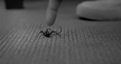 majandy:  araña