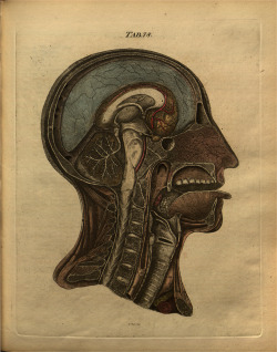 beckerrarebooks:  These illustrations from Andrew Fyfe’s A System of the Anatomy of the Human Body (4th edition, printed in Edinburgh in 1820) are not the most inspiring ones in our collection, but maybe some of you will find some enjoyment in them.