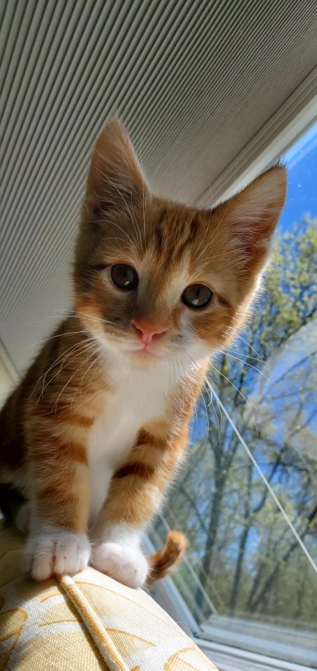 “My new kitten!! His name is Goose“ (via)
