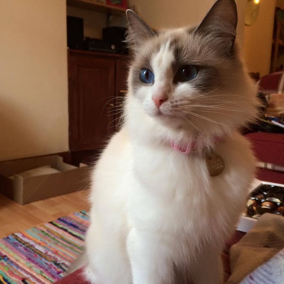 cute-overload:  I think this belongs in here :)http://cute-overload.tumblr.com source: