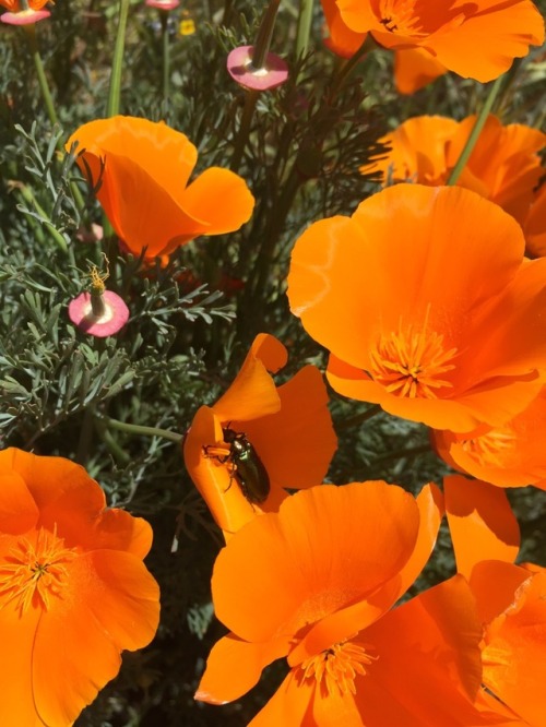 mujerdelatierra:California poppy