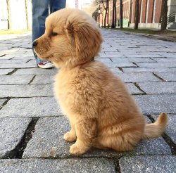 babyanimalgifs:  Golden retriever puppy