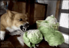 lizardsister:bro i am so sick of it being humid i can’t take it anymore aaaaaaaaaaaaaAAAAAAAAHHHHHHHH!!!!!!!!!!!!