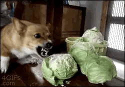 lizardsister:bro i am so sick of it being humid i can’t take it anymore aaaaaaaaaaaaaAAAAAAAAHHHHHHHH!!!!!!!!!!!!