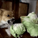 lizardsister:bro i am so sick of it being humid i can’t take it anymore aaaaaaaaaaaaaAAAAAAAAHHHHHHHH!!!!!!!!!!!!